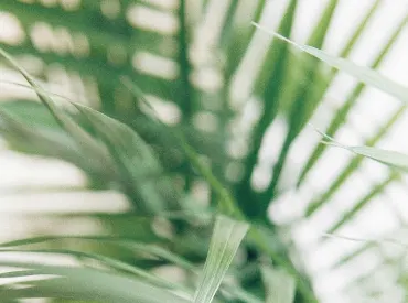 Eco friendly biodegradable products by Ecosthree