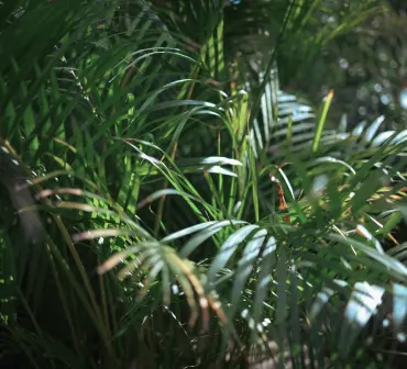 Eco friendly biodegradable products by Ecosthree